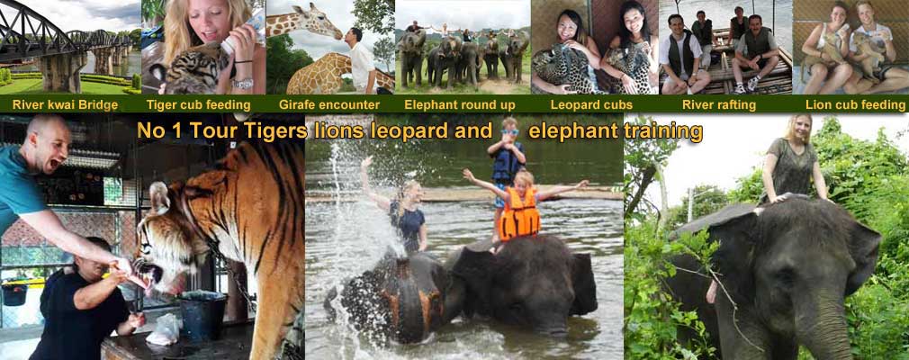 Tigers Safari ParkTigers Lions Leopard cubs and Elephants Training bath and swimming also Bridge on the River Kwai
